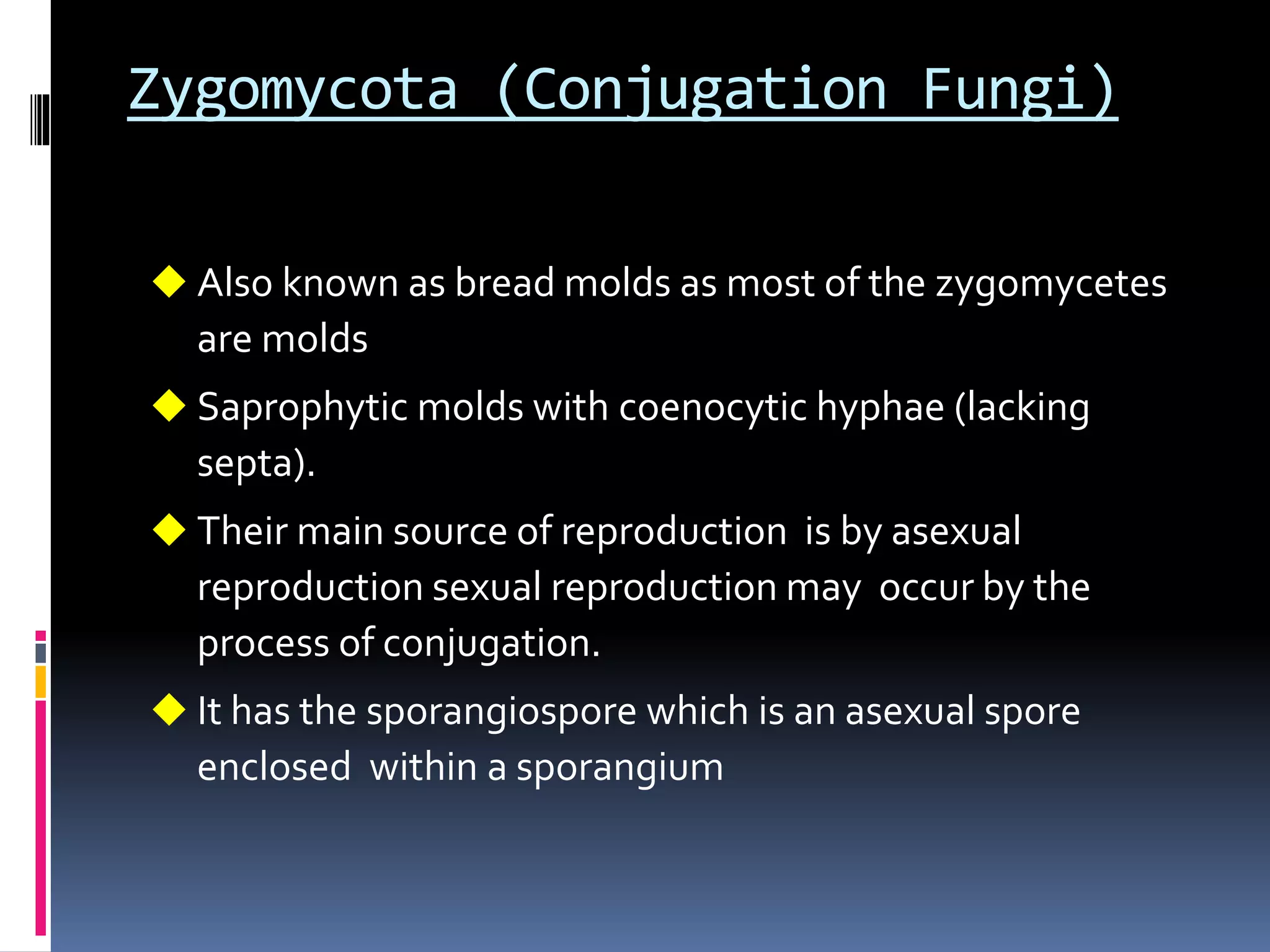 Zygomycota (Conjugation Fungi)
 Also known as bread molds as most of the zygomycetes
are molds
 Saprophytic molds with coenocytic hyphae (lacking
septa).
 Their main source of reproduction is by asexual
reproduction sexual reproduction may occur by the
process of conjugation.
 It has the sporangiospore which is an asexual spore
enclosed within a sporangium
 