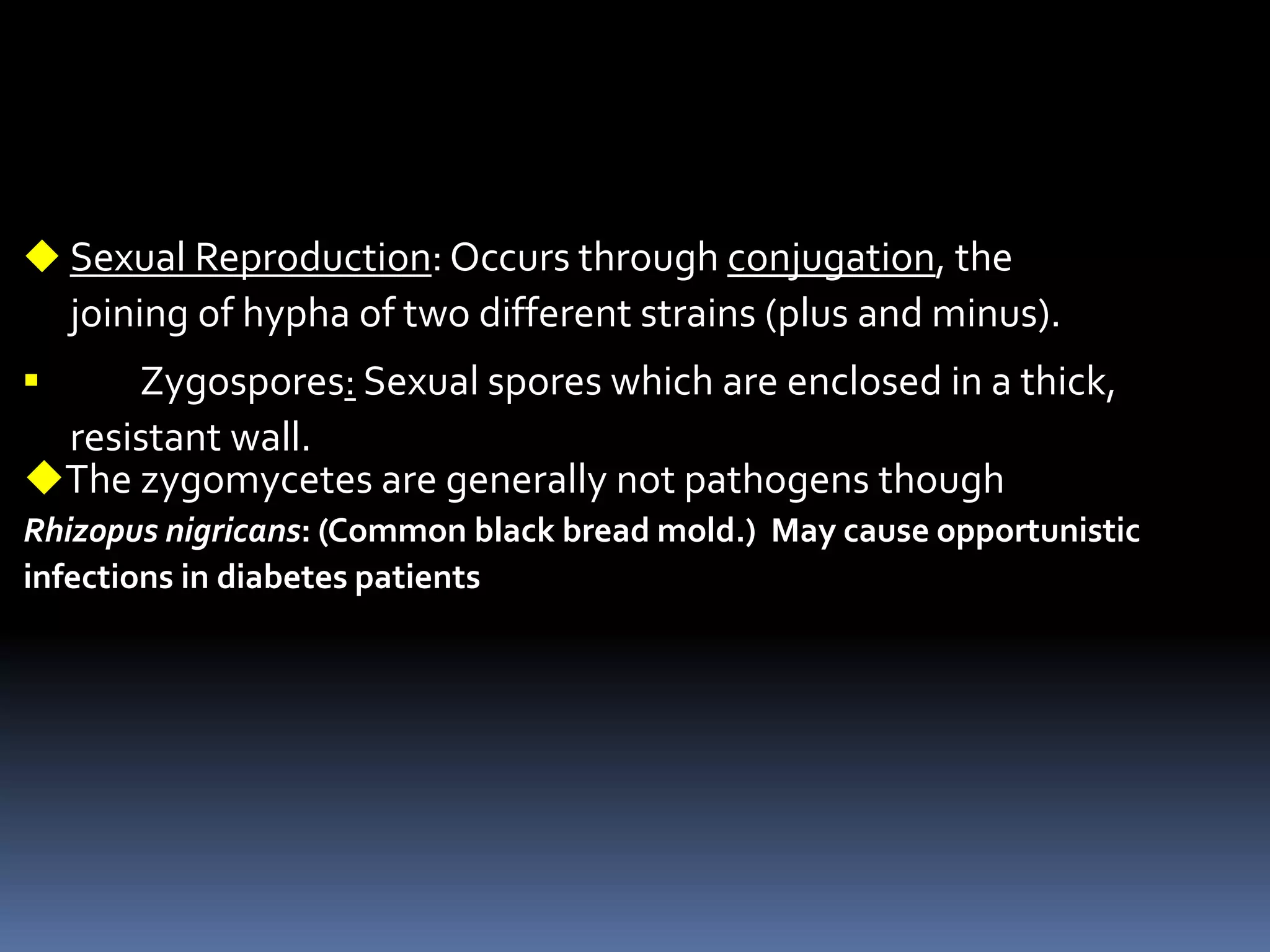  Sexual Reproduction: Occurs through conjugation, the
joining of hypha of two different strains (plus and minus).
 Zygospores: Sexual spores which are enclosed in a thick,
resistant wall.
The zygomycetes are generally not pathogens though
Rhizopus nigricans: (Common black bread mold.) May cause opportunistic
infections in diabetes patients
 