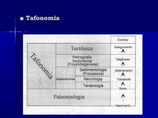 ■■ TafonomiaTafonomia
 