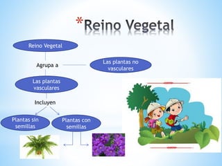 *
Reino Vegetal
Agrupa a
Las plantas no
vasculares
Las plantas
vasculares
Incluyen
Plantas sin
semillas
Plantas con
semillas
 