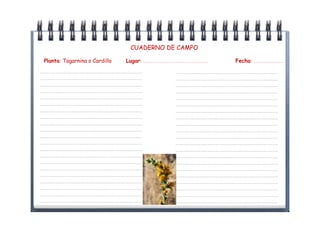 CUADERNO DE CAMPO

 Planta: Tagarnina o Cardillo   Lugar: …………………………………………………..……………………………..   Fecha: ………………………………………

………………………………………………………………………………………..                     ………………………………………………………………………………………..
………………………………………………………………………………………..                     ………………………………………………………………………………………..
………………………………………………………………………………………..                     ………………………………………………………………………………………..
………………………………………………………………………………………..                     ………………………………………………………………………………………..
………………………………………………………………………………………..                     ………………………………………………………………………………………..
………………………………………………………………………………………..                     ………………………………………………………………………………………..
………………………………………………………………………………………..                     ………………………………………………………………………………………..
………………………………………………………………………………………..                     ………………………………………………………………………………………..
………………………………………………………………………………………..                     ………………………………………………………………………………………..
………………………………………………………………………………………..                     ………………………………………………………………………………………..
………………………………………………………………………………………..                     ………………………………………………………………………………………..
………………………………………………………………………………………..                     ………………………………………………………………………………………..
………………………………………………………………………………………..                     ………………………………………………………………………………………..
………………………………………………………………………………………..                     ………………………………………………………………………………………..
………………………………………………………………………………………..                     ………………………………………………………………………………………..
………………………………………………………………………………………..                     ………………………………………………………………………………………..
………………………………………………………………………………………..                     ………………………………………………………………………………………..
………………………………………………………………………………………..                     ………………………………………………………………………………………..
………………………………………………………………………………………..                     ………………………………………………………………………………………..
………………………………………………………………………………………..                     ………………………………………………………………………………………..
………………………………………………………………………………………..                     ………………………………………………………………………………………..
 