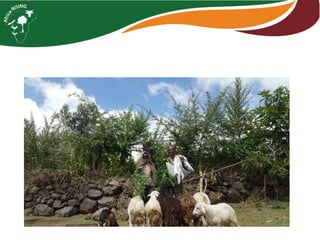 Tagasaste (Chamaecytisus palmensis) as a source of high quality fodder supplement in smallholder mixed crop-livestock systems 