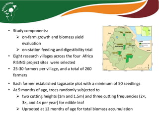 Tagasaste (Chamaecytisus palmensis) as a source of high quality fodder supplement in smallholder mixed crop-livestock systems 