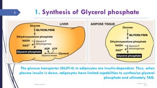 1. Synthesis of Glycerol phosphate
Saturday, July 2,
2016
Rajesh Chaudhary
5
The glucose transporter (GLUT-4) in adipocytes are insulin-dependent. Thus, when
plasma insulin is down, adipocytes have limited capabilities to synthesize glycerol
phosphate and ultimately TAG.
 