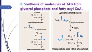 3. Synthesis of molecules of TAG from
glycerol phosphate and fatty acyl CoA.
Saturday, July 2,
2016
Rajesh Chaudhary
7
 