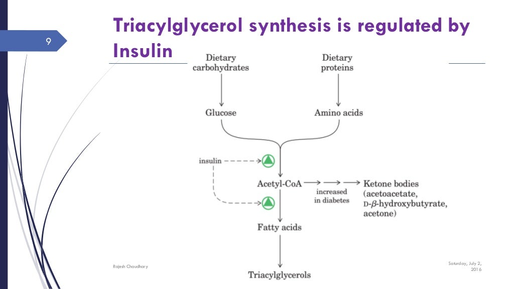 Tag biosynthesis, storage and functions