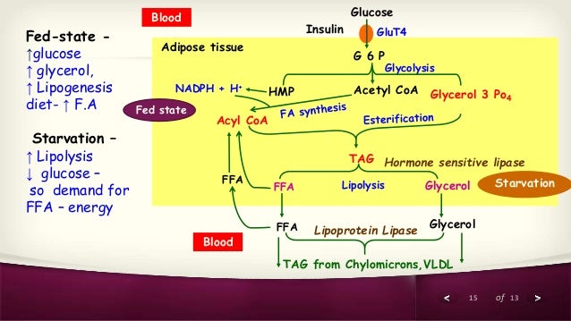 tag metabolism