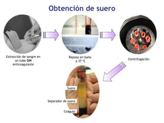 Obtención de suero
Reposo en baño
a 37 ºC
Extracción de sangre en
un tubo SIN
anticoagulante
Centrifugación
Suero
Separador de suero
Coágulo
 