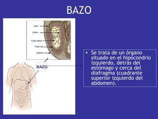 • Se trata de un órgano
situado en el hipocondrio
izquierdo, detrás del
estómago y cerca del
diafragma (cuadrante
superior izquierdo del
abdomen).
BAZO
BAZO
 
