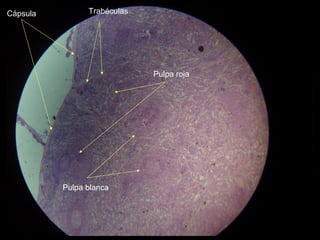 Cápsula Trabéculas
Pulpa blanca
Pulpa roja
 