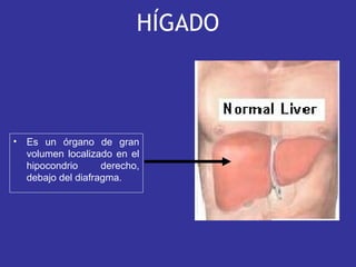 HÍGADO
• Es un órgano de gran
volumen localizado en el
hipocondrio derecho,
debajo del diafragma.
 