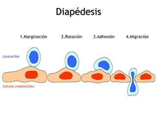 1.Marginación 2.Rotación 3.Adhesión 4.Migración
Leucocitos
Células endoteliales
DiapédesisDiapédesis
 