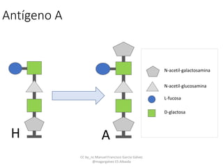 Antígeno A
AH
N-acetil-galactosamina
N-acetil-glucosamina
L-fucosa
D-glactosa
CC by_nc Manuel Francisco García Gálvez
@magargalvez ES Albaida
 
