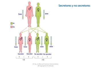 Secretores y no secretores
CC by_nc Manuel Francisco García Gálvez
@magargalvez ES Albaida
 