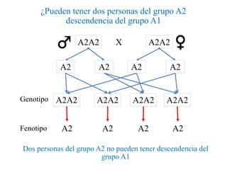 ¿Pueden tener dos personas del grupo A2
descendencia del grupo A1
Dos personas del grupo A2 no pueden tener descendencia del
grupo A1
XA2A2 A2A2
A2 A2 A2
A2A2 A2A2 A2A2A2A2Genotipo
A2
Fenotipo A2 A2 A2 A2
 