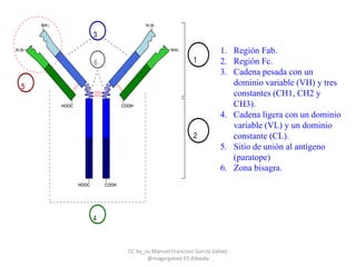 1. Región Fab.
2. Región Fc.
3. Cadena pesada con un
dominio variable (VH) y tres
constantes (CH1, CH2 y
CH3).
4. Cadena ligera con un dominio
variable (VL) y un dominio
constante (CL).
5. Sitio de unión al antígeno
(paratope)
6. Zona bisagra.
CC by_nc Manuel Francisco García Gálvez
@magargalvez ES Albaida
 