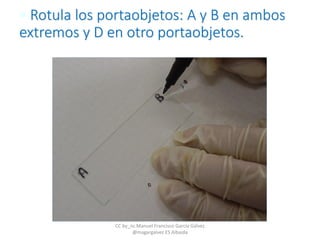 • Rotula los portaobjetos: A y B en ambos
extremos y D en otro portaobjetos.
CC by_nc Manuel Francisco García Gálvez
@magargalvez ES Albaida
 