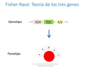 Fisher-Race: Teoría de los tres genes
D/d C/c E/e
D
Genotipo
Fenotipo
CC by_nc Manuel Francisco García Gálvez
@magargalvez ES Albaida
 