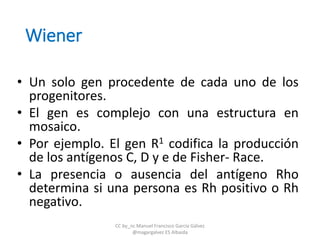 Wiener
• Un solo gen procedente de cada uno de los
progenitores.
• El gen es complejo con una estructura en
mosaico.
• Por ejemplo. El gen R1 codifica la producción
de los antígenos C, D y e de Fisher- Race.
• La presencia o ausencia del antígeno Rho
determina si una persona es Rh positivo o Rh
negativo.
CC by_nc Manuel Francisco García Gálvez
@magargalvez ES Albaida
 