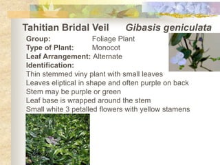 Tahitian Bridal Veil  Gibasisgeniculata Group:		Foliage Plant Type of Plant:	Monocot Leaf Arrangement: Alternate Identification: Thin stemmed viny plant with small leaves Leaves eliptical in shape and often purple on back Stem may be purple or green Leaf base is wrapped around the stem Small white 3 petalled flowers with yellow stamens 