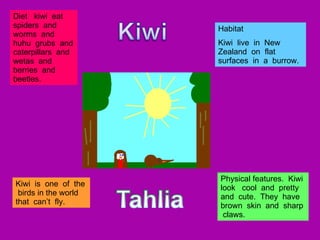 Diet kiwi eat spiders and worms and huhu grubs and caterpillars and wetas and berries and beetles. Habitat Kiwi live in New Zealand on flat surfaces in a burrow. Kiwi is one of the birds in the world that can’t fly. Physical features. Kiwi look cool and pretty and cute. They have brown skin and sharp claws.