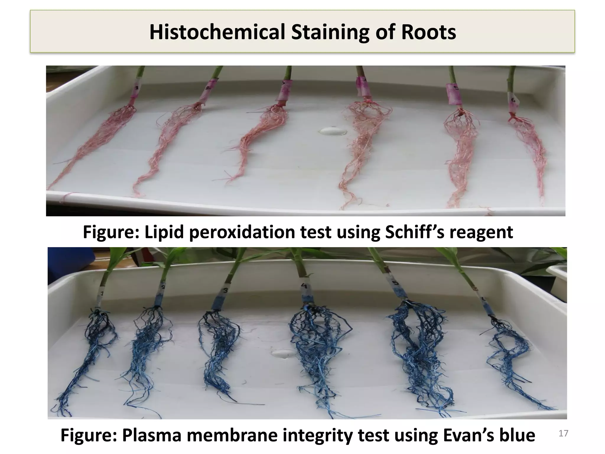 Histochemical Staining of Roots
17
Figure: Lipid peroxidation test using Schiff’s reagent
Figure: Plasma membrane integrity test using Evan’s blue
 