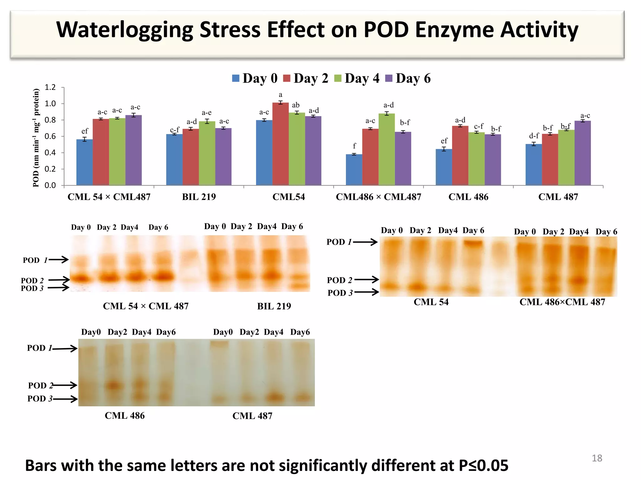 Waterlogging Stress Effect on POD Enzyme Activity
18
Bars with the same letters are not significantly different at P≤0.05
Day 0 Day 2 Day4 Day 6 Day 0 Day 2 Day4 Day 6
CML 54 × CML 487 BIL 219
POD 1
POD 2
POD 3
Day 0 Day 2 Day4 Day 6 Day 0 Day 2 Day4 Day 6
CML 54 CML 486×CML 487
POD 1
POD 2
POD 3
Day0 Day2 Day4 Day6 Day0 Day2 Day4 Day6
CML 486 CML 487
POD 1
POD 2
POD 3
ef c-f
a-c
f
ef
d-f
a-c
a-d
a
a-c a-d
b-f
a-c a-c
a-e a-d
b-f
b-f
a-c
0.0
0.2
0.4
0.6
0.8
1.0
1.2
CML 54 × CML487 BIL 219 CML54 CML486 × CML487 CML 486 CML 487
POD(nmmin-1mg-1protein)
Day 0 Day 2 Day 4 Day 6
a-c
ab
c-f
a-d
b-f
 