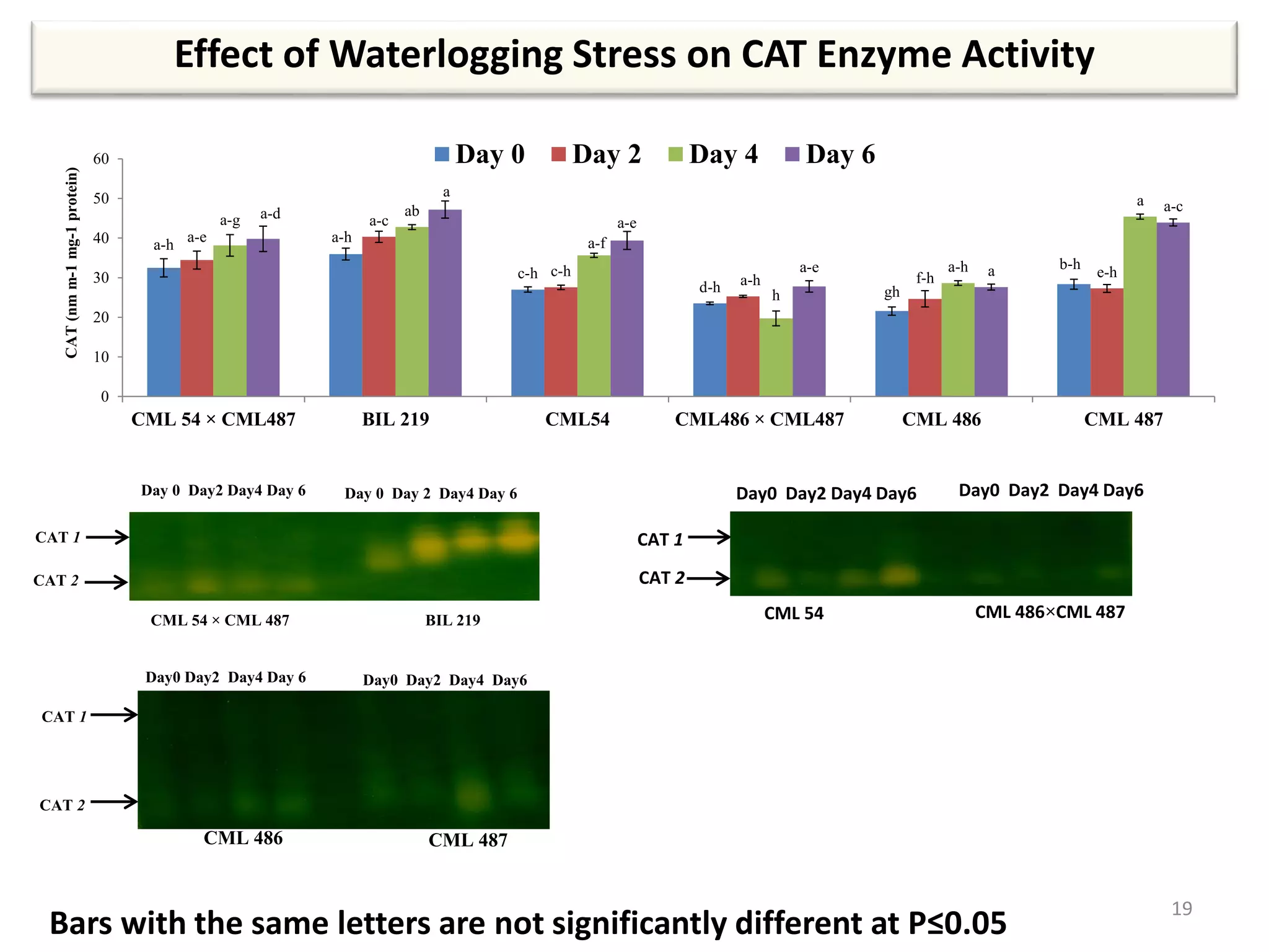 Effect of Waterlogging Stress on CAT Enzyme Activity
19
Day 0 Day2 Day4 Day 6 Day 0 Day 2 Day4 Day 6
CML 54 × CML 487 BIL 219
CAT 1
CAT 2
Day0 Day2 Day4 Day6 Day0 Day2 Day4 Day6
CML 54 CML 486×CML 487
CAT 1
CAT 2
Bars with the same letters are not significantly different at P≤0.05
Day0 Day2 Day4 Day 6 Day0 Day2 Day4 Day6
CML 486 CML 487
CAT 1
CAT 2
a-h a-h
c-h
d-h gh
b-h
a-e
a-c
c-h
a-h f-h e-h
a-g
ab
a-f
h
a-h
a
a-d
a
a-e
a-e a
a-c
0
10
20
30
40
50
60
CML 54 × CML487 BIL 219 CML54 CML486 × CML487 CML 486 CML 487
CAT(nmm-1mg-1protein)
Day 0 Day 2 Day 4 Day 6
 