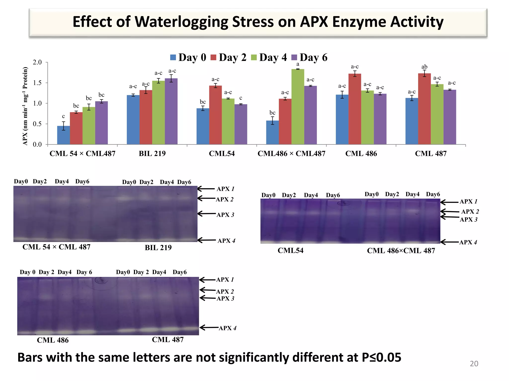 Effect of Waterlogging Stress on APX Enzyme Activity
20
Bars with the same letters are not significantly different at P≤0.05
c
a-c
bc
bc
a-c
a-c
bc
a-c
a-c
a-c
a-c ab
bc
a-c
a-c
a
a-c
a-c
bc
a-c
c
a-c
a-c
a-c
0.0
0.5
1.0
1.5
2.0
CML 54 × CML487 BIL 219 CML54 CML486 × CML487 CML 486 CML 487
APX(nmmin-1mg-1Protein)
Day 0 Day 2 Day 4 Day 6
Day0 Day2 Day4 Day6 Day0 Day2 Day4 Day6
CML54 CML 486×CML 487
APX 1
APX 2
APX 3
APX 4
Day0 Day2 Day4 Day6 Day0 Day2 Day4 Day6
CML 54 × CML 487 BIL 219
APX 1
APX 2
APX 3
APX 4
Day 0 Day 2 Day4 Day 6 Day0 Day 2 Day4 Day6
CML 486 CML 487
APX 1
APX 4
APX 2
APX 3
 