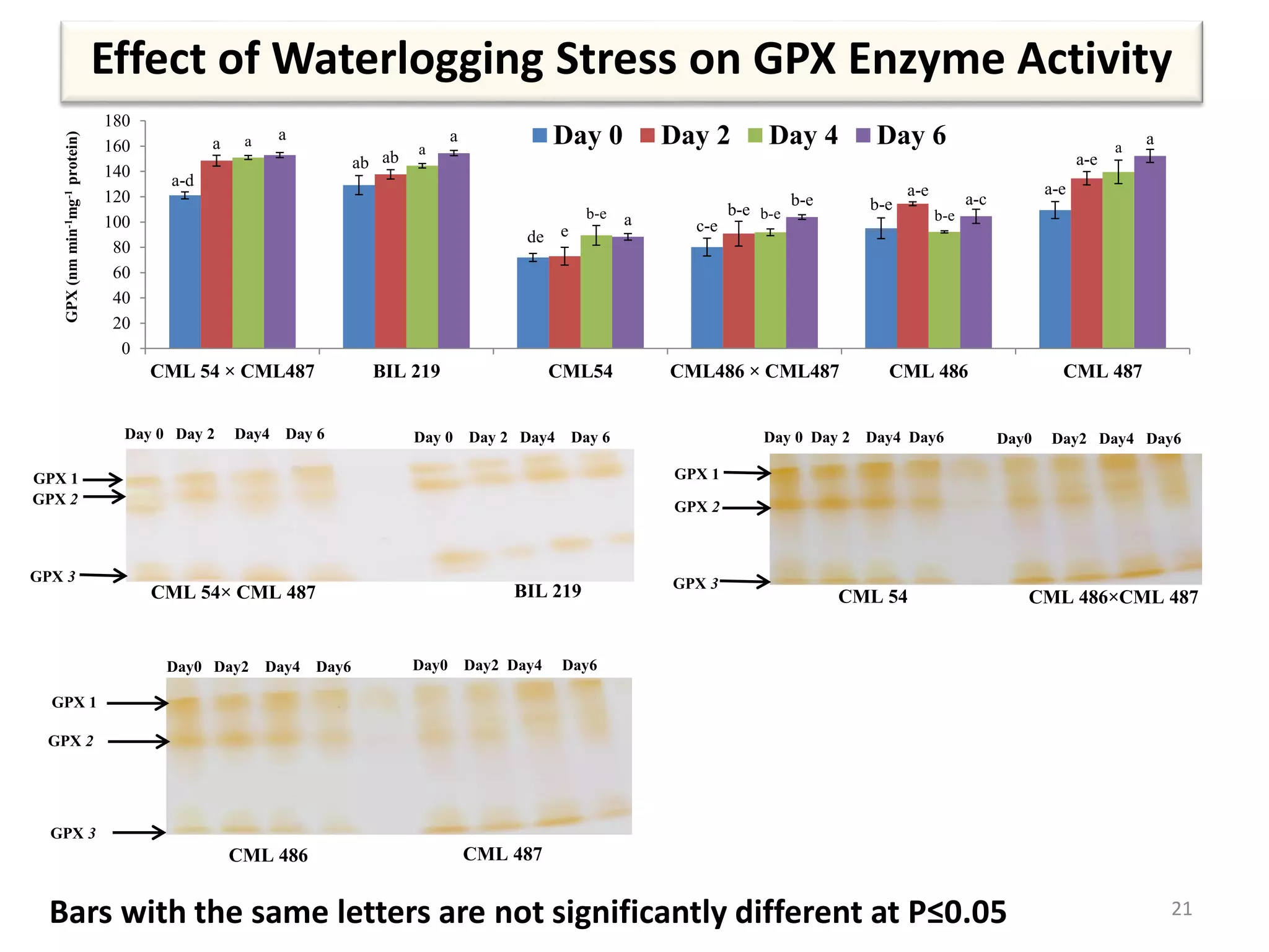Effect of Waterlogging Stress on GPX Enzyme Activity
21Bars with the same letters are not significantly different at P≤0.05
Day 0 Day 2 Day4 Day 6 Day 0 Day 2 Day4 Day 6
GPX 1
GPX 2
BIL 219CML 54× CML 487
GPX 3
Day 0 Day 2 Day4 Day6 Day0 Day2 Day4 Day6
CML 54
GPX 1
GPX 2
CML 486×CML 487
GPX 3
Day0 Day2 Day4 Day6 Day0 Day2 Day4 Day6
GPX 1
GPX 2
GPX 3
CML 486 CML 487
a-d
ab
de
c-e
b-e
a-e
a
ab
e
b-e
a-e
a-e
a
a
b-e b-e b-e
a
a a
a
b-e a-c
a
0
20
40
60
80
100
120
140
160
180
CML 54 × CML487 BIL 219 CML54 CML486 × CML487 CML 486 CML 487
GPX(nmmin-1mg-1protein)
Day 0 Day 2 Day 4 Day 6
 