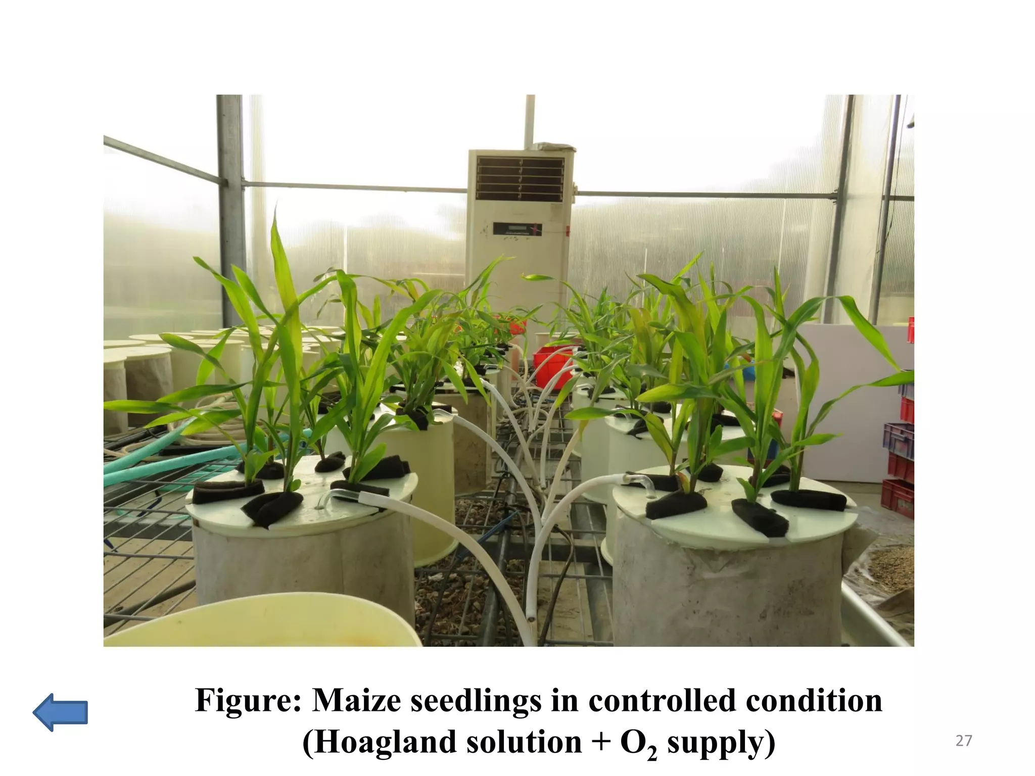 27
Figure: Maize seedlings in controlled condition
(Hoagland solution + O2 supply)
 