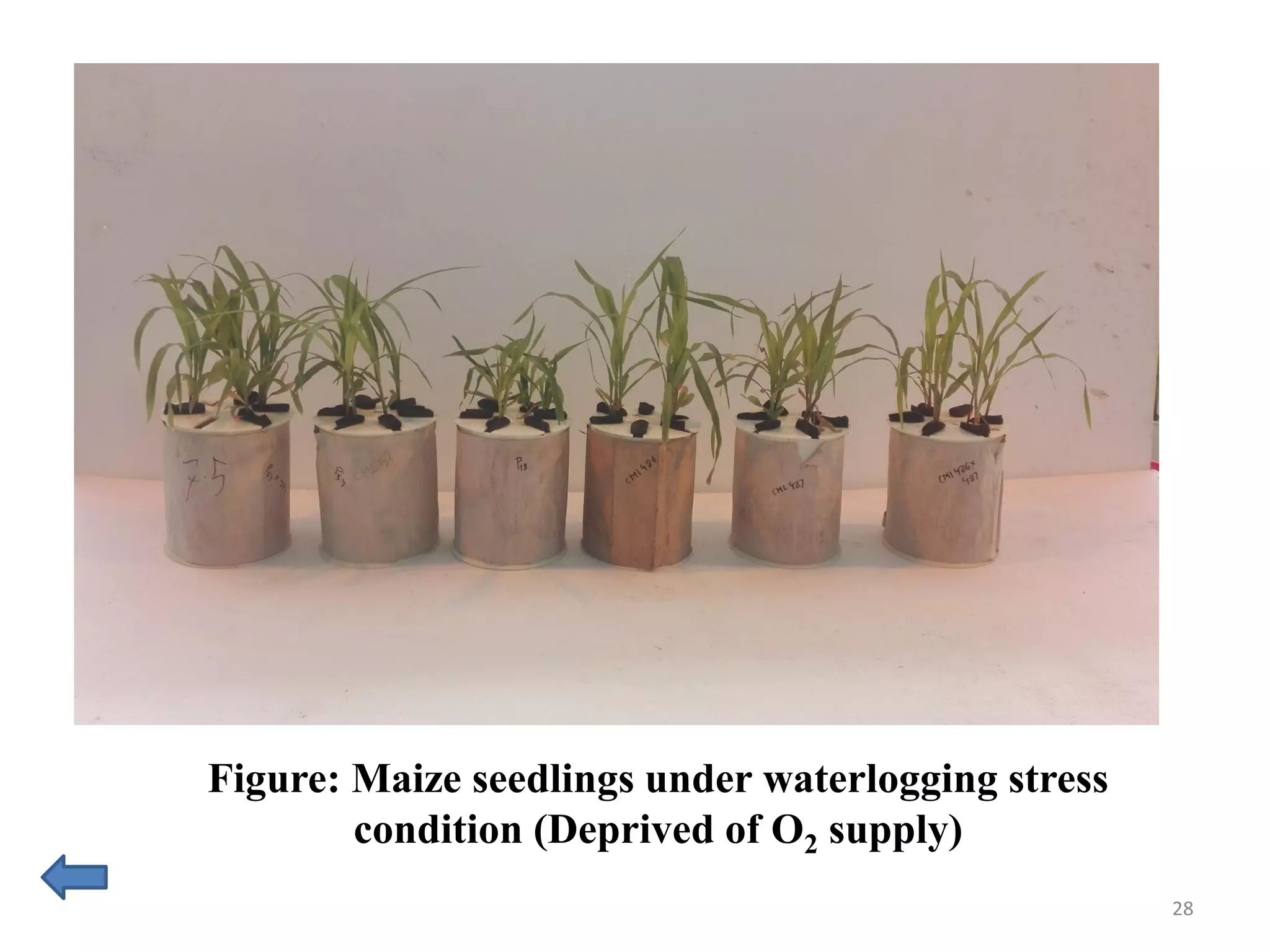 28
Figure: Maize seedlings under waterlogging stress
condition (Deprived of O2 supply)
 