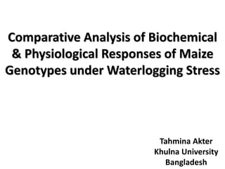 Comparative Analysis of Biochemical
& Physiological Responses of Maize
Genotypes under Waterlogging Stress
Tahmina Akter
Khulna University
Bangladesh
 