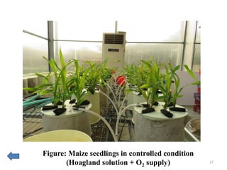 Comparative Analysis of Biochemical & Physiological Responses of Maize ...