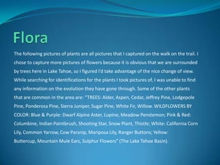 The following pictures of plants are all pictures that I captured on the walk on the trail. I
chose to capture more pictures of flowers because it is obvious that we are surrounded
by trees here in Lake Tahoe, so I figured I’d take advantage of the nice change of view.
While searching for identifications for the plants I took pictures of, I was unable to find
any information on the evolution they have gone through. Some of the other plants
that are common in the area are: “TREES: Alder, Aspen, Cedar, Jeffrey Pine, Lodgepole
Pine, Ponderosa Pine, Sierra Juniper, Sugar Pine, White Fir, Willow. WILDFLOWERS BY
COLOR: Blue & Purple: Dwarf Alpine Aster, Lupine, Meadow Penstemon; Pink & Red:
Columbine, Indian Paintbrush, Shooting Star, Snow Plant, Thistle; White: California Corn
Lily, Common Yarrow, Cow Parsnip, Mariposa Lily, Ranger Buttons; Yellow:
Buttercup, Mountain Mule Ears, Sulphur Flowers” (The Lake Tahoe Basin).
 