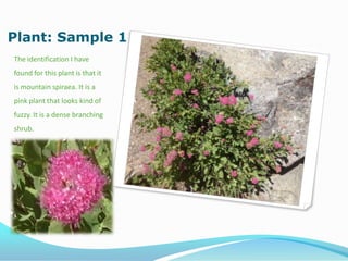 Plant: Sample 1
The identification I have
found for this plant is that it
is mountain spiraea. It is a
pink plant that looks kind of
fuzzy. It is a dense branching
shrub.
 