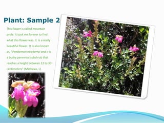 Plant: Sample 2
This flower is called mountain
pride. It took me forever to find
what this flower was. It is a really
beautiful flower. It is also known
as, “Penstemon newberryi and it is
a bushy perennial subshrub that
reaches a height between 12 to 30
centimeters” (Mathews, L).
 
