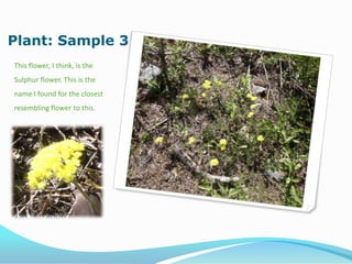 Plant: Sample 3
This flower, I think, is the
Sulphur flower. This is the
name I found for the closest
resembling flower to this.
 