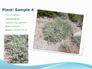 Plant: Sample 4
This is a sagebush.
“Common Name:
Sagebrush, Big Sagebrush
Genus: Artemisia
Species: tridentata” (K., E).
 