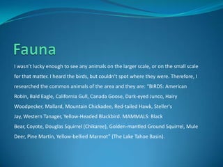 I wasn’t lucky enough to see any animals on the larger scale, or on the small scale
for that matter. I heard the birds, but couldn’t spot where they were. Therefore, I
researched the common animals of the area and they are: “BIRDS: American
Robin, Bald Eagle, California Gull, Canada Goose, Dark-eyed Junco, Hairy
Woodpecker, Mallard, Mountain Chickadee, Red-tailed Hawk, Steller's
Jay, Western Tanager, Yellow-Headed Blackbird. MAMMALS: Black
Bear, Coyote, Douglas Squirrel (Chikaree), Golden-mantled Ground Squirrel, Mule
Deer, Pine Martin, Yellow-bellied Marmot” (The Lake Tahoe Basin).
 
