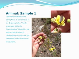 Animal: Sample 1
I believe this butterfly is the
Spring Azure. It is also known as
the Celastrina ladon. “Family:
Lycaenidae; Subfamily:
Polyommatinae” (Butterflies and
Moths of North America).
Unfortunately I couldn’t find any
information on the evolution of
this butterfly.
 