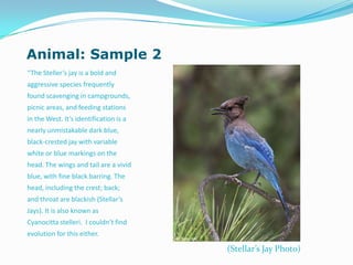 Animal: Sample 2
“The Steller’s jay is a bold and
aggressive species frequently
found scavenging in campgrounds,
picnic areas, and feeding stations
in the West. It’s identification is a
nearly unmistakable dark blue,
black-crested jay with variable
white or blue markings on the
head. The wings and tail are a vivid
blue, with fine black barring. The
head, including the crest; back;
and throat are blackish (Stellar’s
Jays). It is also known as
Cyanocitta stelleri. I couldn’t find
evolution for this either.
(Stellar’s Jay Photo)
 
