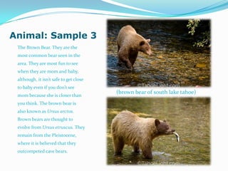 Animal: Sample 3
The Brown Bear. They are the
most common bear seen in the
area. They are most fun to see
when they are mom and baby,
although, it isn’t safe to get close
to baby even if you don’t see
mom because she is closer than
you think. The brown bear is
also known as Ursus arctos.
Brown bears are thought to
evolve from Ursus etruscus. They
remain from the Pleistocene,
where it is believed that they
outcompeted cave bears.
(brown bear of south lake tahoe)
 