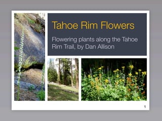 Tahoe Rim Flowers
Flowering plants along the Tahoe
Rim Trail, by Dan Allison
1
 
