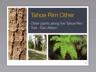Tahoe Rim Other
Other plants along the Tahoe Rim
Trail - Dan Allison
1
 