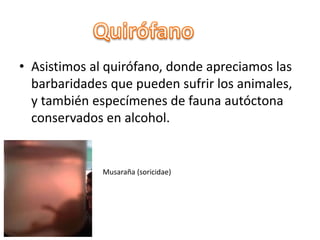• Asistimos al quirófano, donde apreciamos las
barbaridades que pueden sufrir los animales,
y también especímenes de fauna autóctona
conservados en alcohol.
Musaraña (soricidae)
 