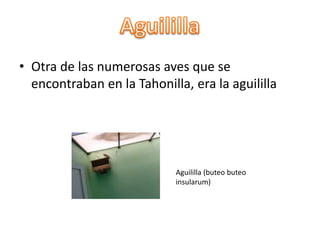 • Otra de las numerosas aves que se
encontraban en la Tahonilla, era la aguililla
Aguililla (buteo buteo
insularum)
 