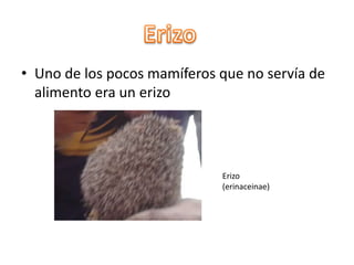 • Uno de los pocos mamíferos que no servía de
alimento era un erizo
Erizo
(erinaceinae)
 