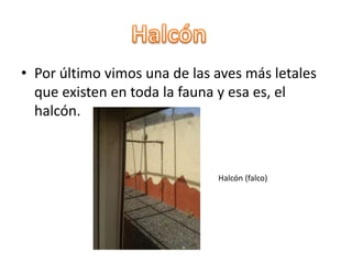 • Por último vimos una de las aves más letales
que existen en toda la fauna y esa es, el
halcón.
Halcón (falco)
 