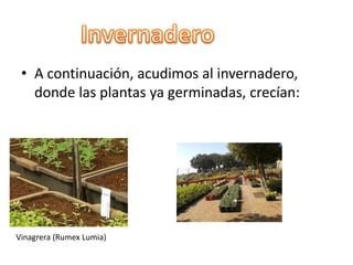 • A continuación, acudimos al invernadero,
donde las plantas ya germinadas, crecían:
Vinagrera (Rumex Lumia)
 